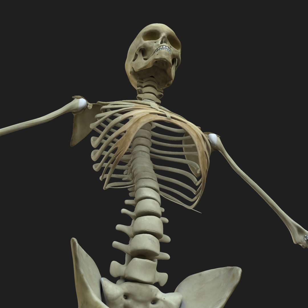 3d model human skeleton female skin https://p.turbosquid.com/ts-thumb/mH/tQEpam/iYue1wf6/09/jpg/1444233605/1920x1080/fit_q87/3171ba5b7012f09dd980affe49f842bde27a6990/09.jpg
