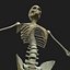Human Skeleton / Female Skin Combo