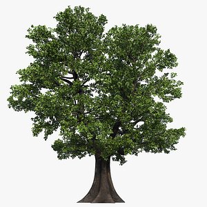 oak tree 04 3D model