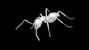 Ant CT scan low poly 3D