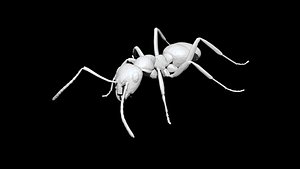 Ant 3D CT scan model low poly