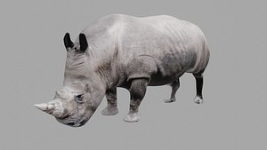 3D Rhinoceros model