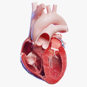 Medically accurate anterior cross-section of the Human Heart Animated 3D model
