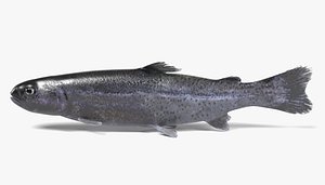 3d model trout