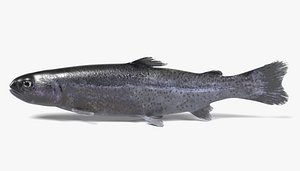 Trout