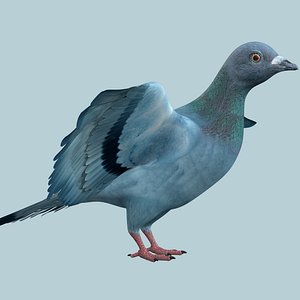 Pigeon Rigged