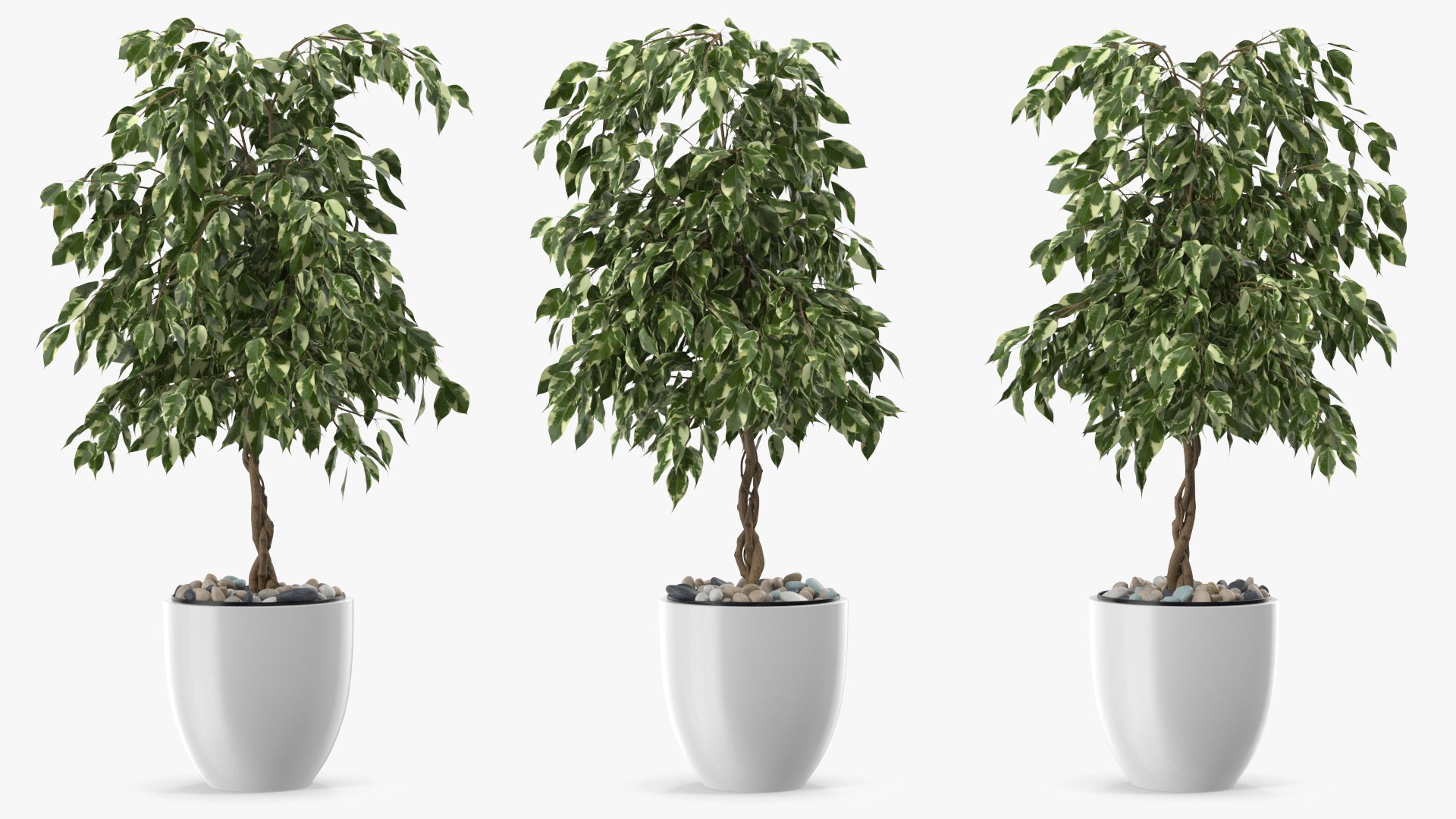Ficus Benjamina Variegated Weeping Fig 3D model preview