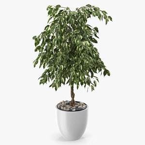 Ficus Benjamina Variegated Weeping Fig