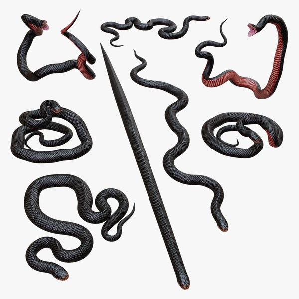 3D Red Bellied Black Snake Mesh model