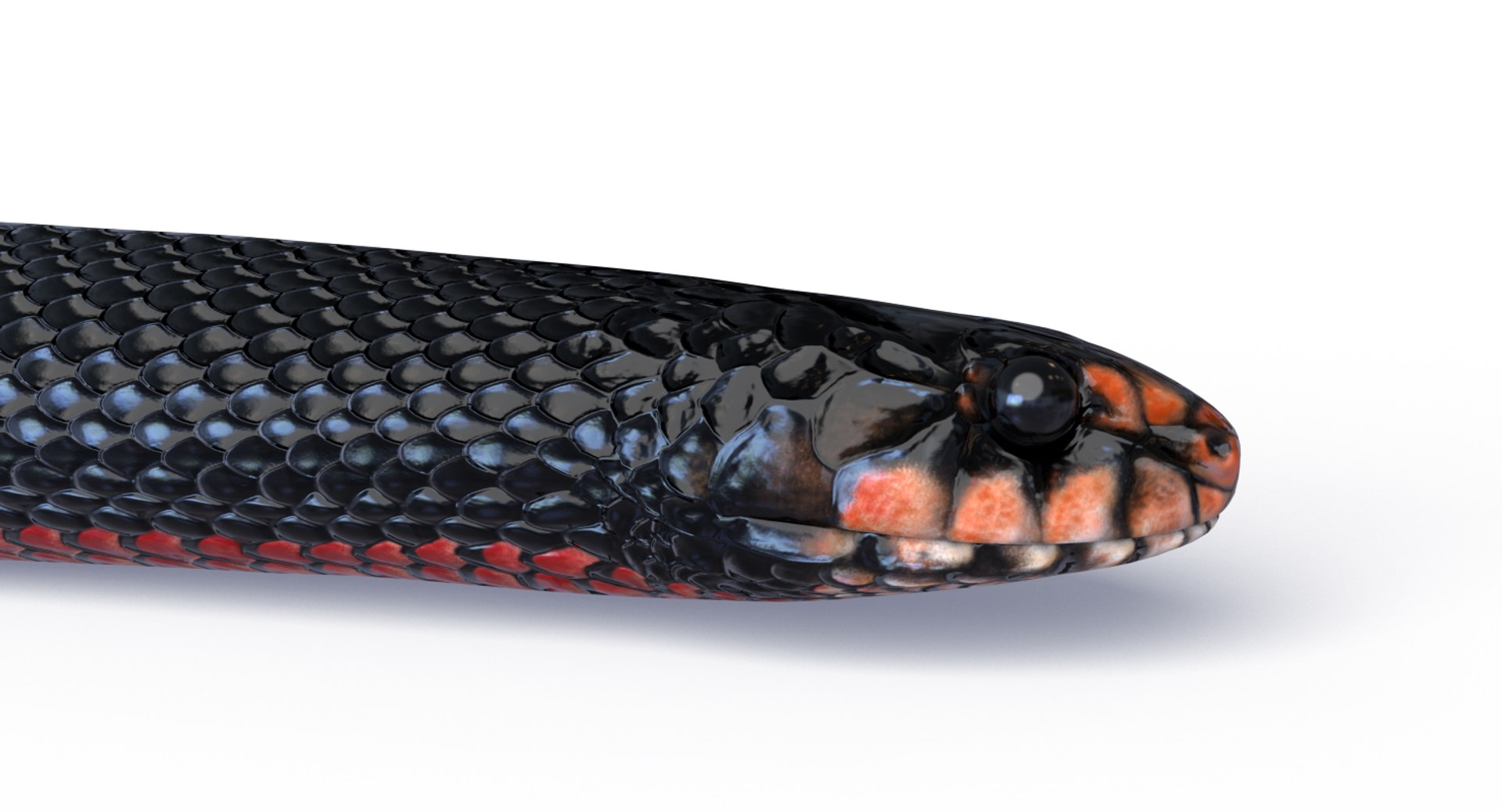 3D Red Bellied Black Snake Mesh Model - TurboSquid 1775732