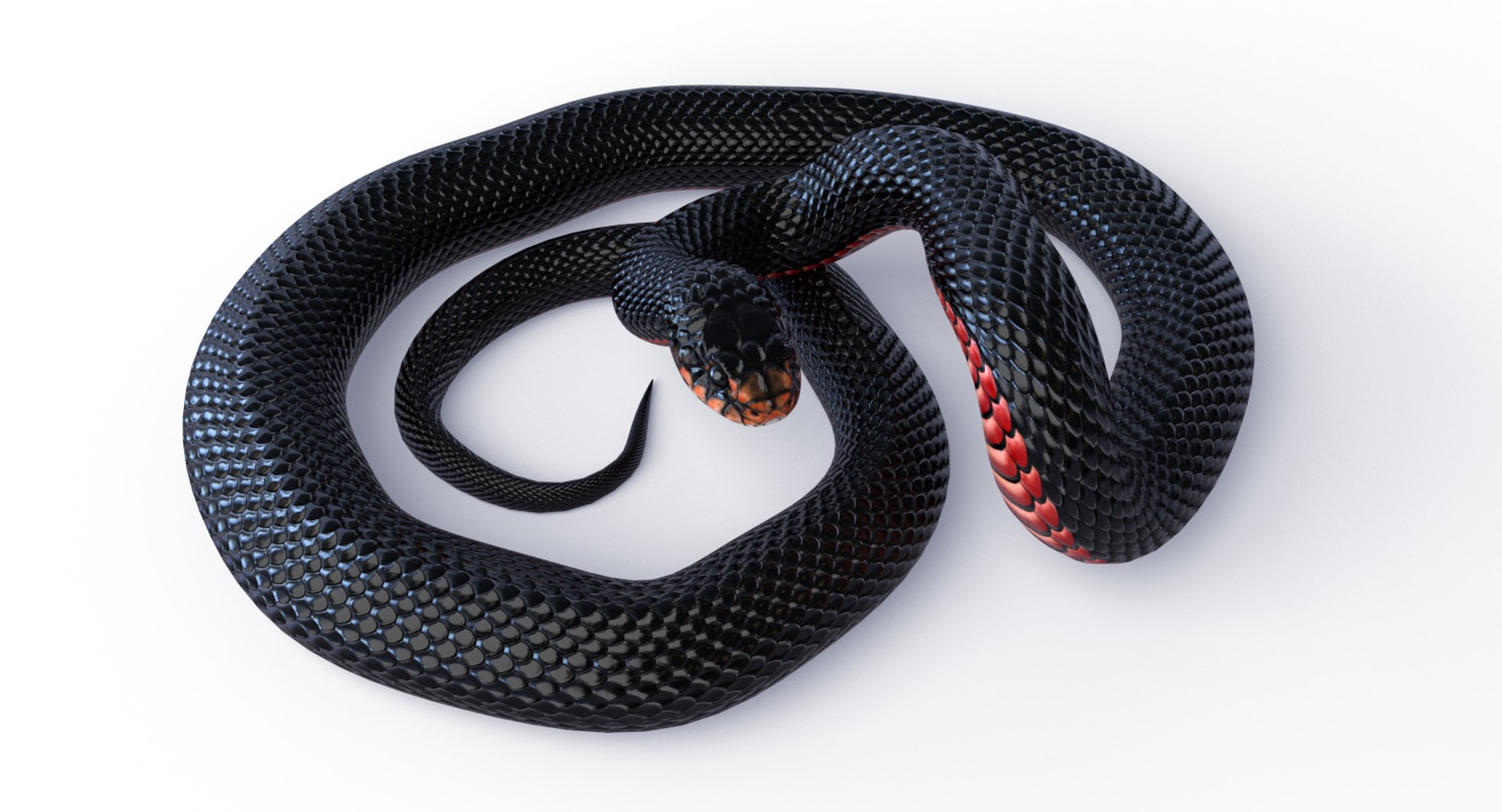 3D Red Bellied Black Snake Mesh Model - TurboSquid 1775732