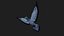 rigged Flying Pigeon Dove 3D