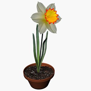 3D Daffodil flower