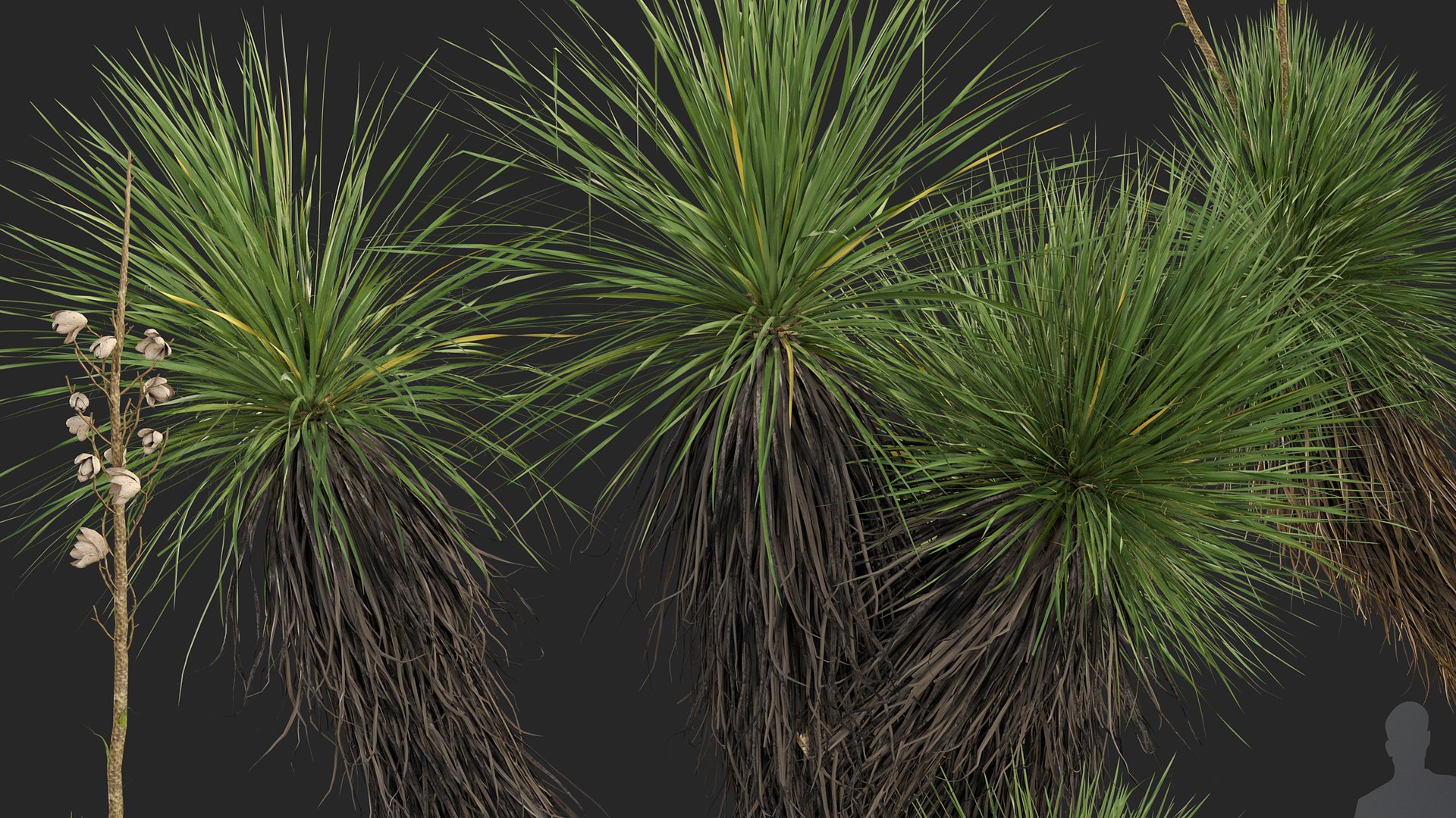 3D model Yucca elata - Soaptree yucca 3D model https://p.turbosquid.com/ts-thumb/mJ/D5htGB/1W/yucca_elata_03/jpg/1785741403/1920x1080/fit_q87/30637b180c68bbe92aa50de77bc3048c89979c3d/yucca_elata_03.jpg