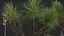 Yucca elata - Yucca dell'albero del sapone Modello 3D