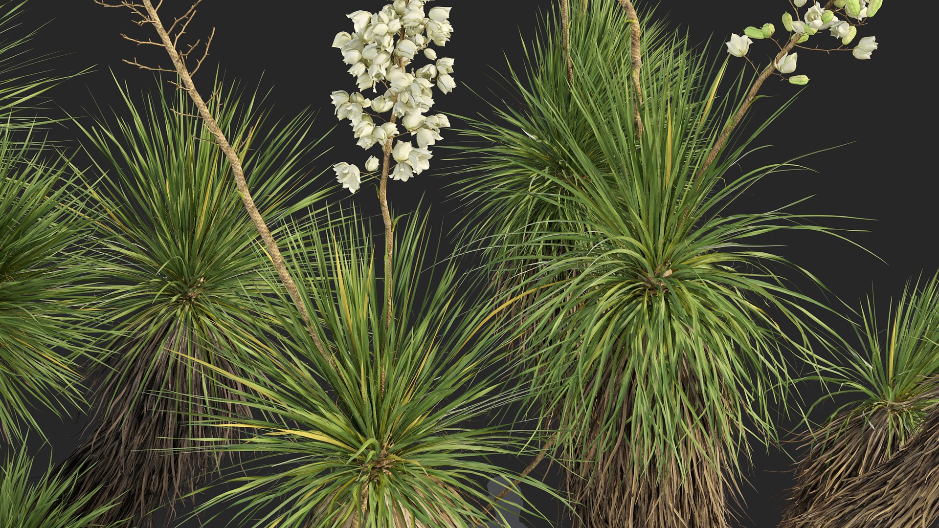 3D model Yucca elata - Soaptree yucca 3D model https://p.turbosquid.com/ts-thumb/mJ/D5htGB/3W/yucca_elata_02/jpg/1785741403/1920x1080/fit_q87/4bbdacdae52c35b3788c2e9223c1180a909673a7/yucca_elata_02.jpg