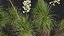 Yucca elata - Yucca dell'albero del sapone Modello 3D