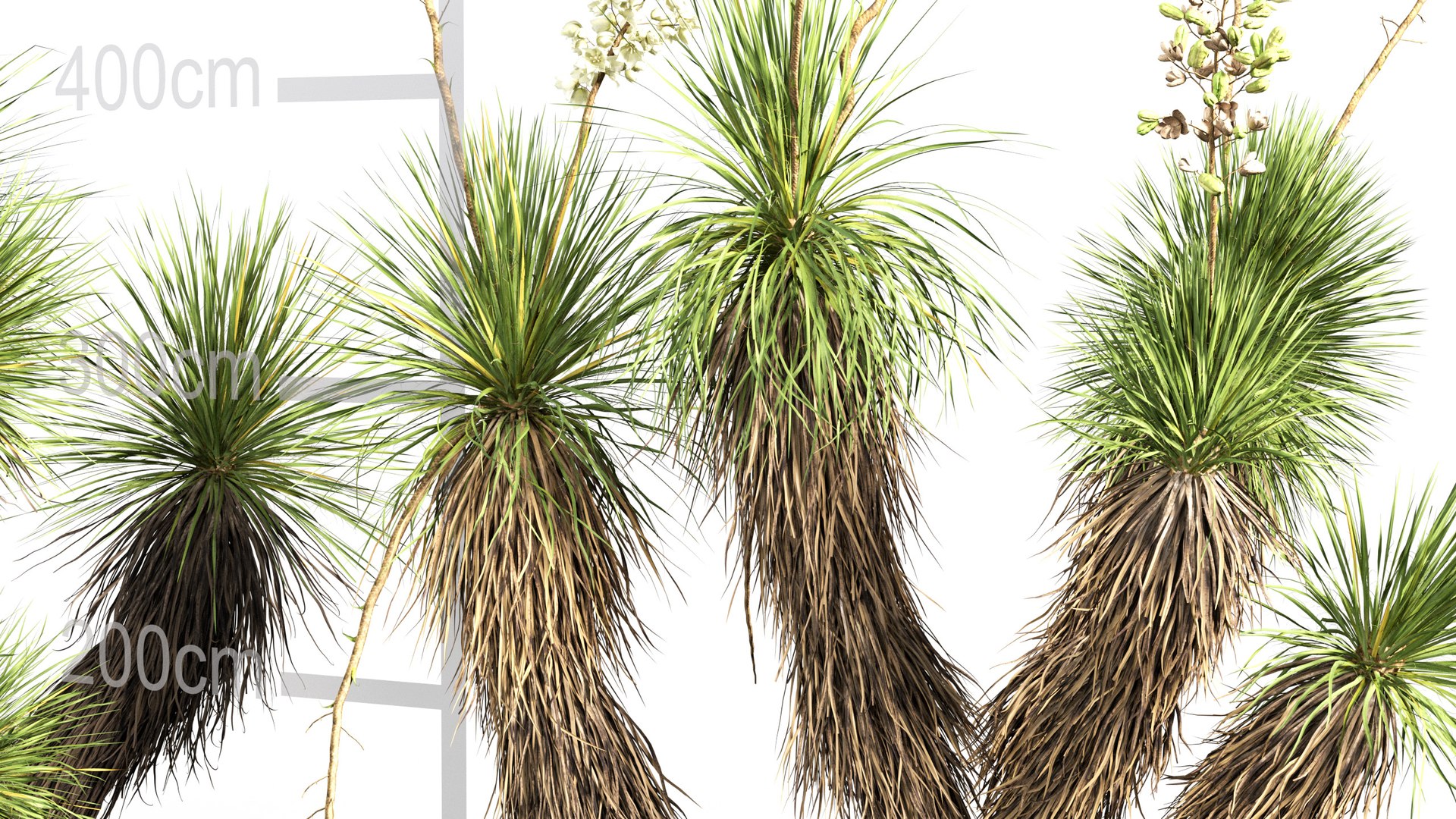 3D model Yucca elata - Soaptree yucca 3D model https://p.turbosquid.com/ts-thumb/mJ/D5htGB/8G/gd_v10_yucca_elata_04/jpg/1785741318/1920x1080/fit_q87/60dac0a82bf4c8aadc98d95343943f1425754be3/gd_v10_yucca_elata_04.jpg