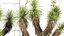 Yucca elata - Yucca dell'albero del sapone Modello 3D