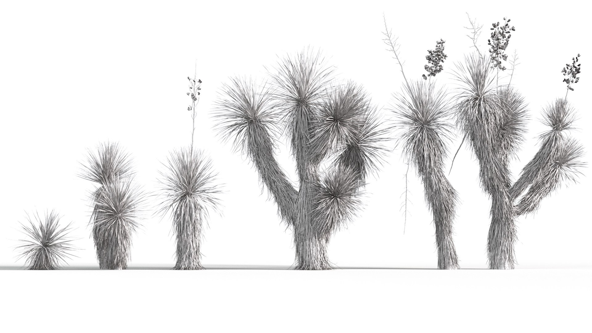 3D model Yucca elata - Soaptree yucca 3D model https://p.turbosquid.com/ts-thumb/mJ/D5htGB/Jq/gd_v10_yucca_elata_wire01/jpg/1785741401/1920x1080/fit_q87/2d9ac676f470b3b98694dd6ffdeefc726a3d2d0b/gd_v10_yucca_elata_wire01.jpg