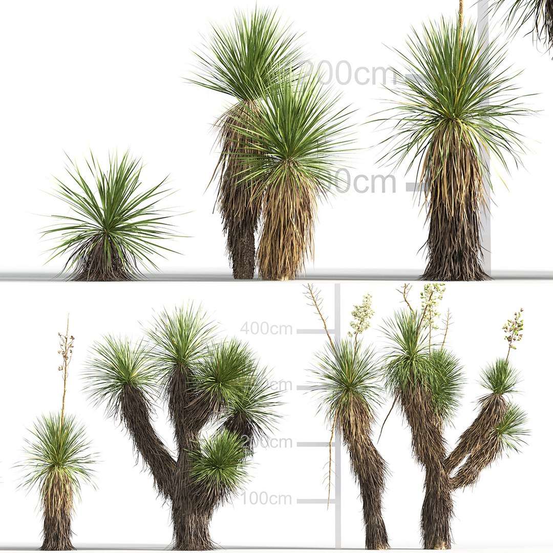 3D model Yucca elata - Soaptree yucca 3D model https://p.turbosquid.com/ts-thumb/mJ/D5htGB/Qe/gd_v10_yucca_elata_tb/jpg/1785741299/1920x1080/fit_q87/7303f118ee705c5ae385d1cae08a1738d411d84e/gd_v10_yucca_elata_tb.jpg
