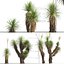 Yucca elata - Yucca dell'albero del sapone Modello 3D