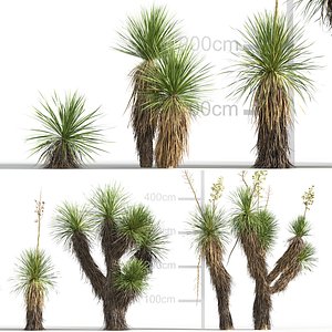 Yucca elata - Soaptree yucca 3D model