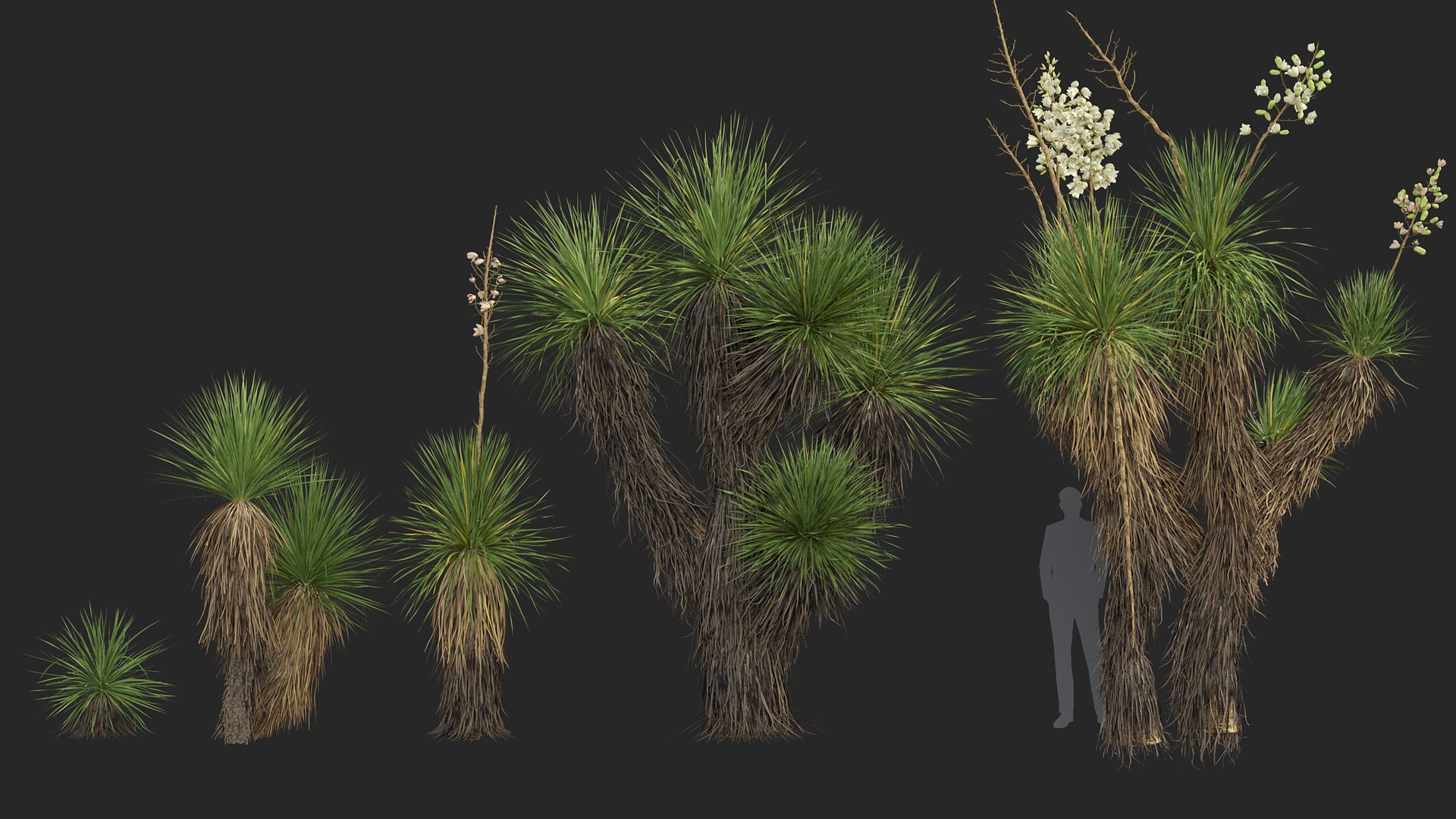 3D model Yucca elata - Soaptree yucca 3D model https://p.turbosquid.com/ts-thumb/mJ/D5htGB/Ww/yucca_elata_01/jpg/1785741402/1920x1080/fit_q87/af9179d8c35b743fa8cfd820ea81eef2b2f8e804/yucca_elata_01.jpg