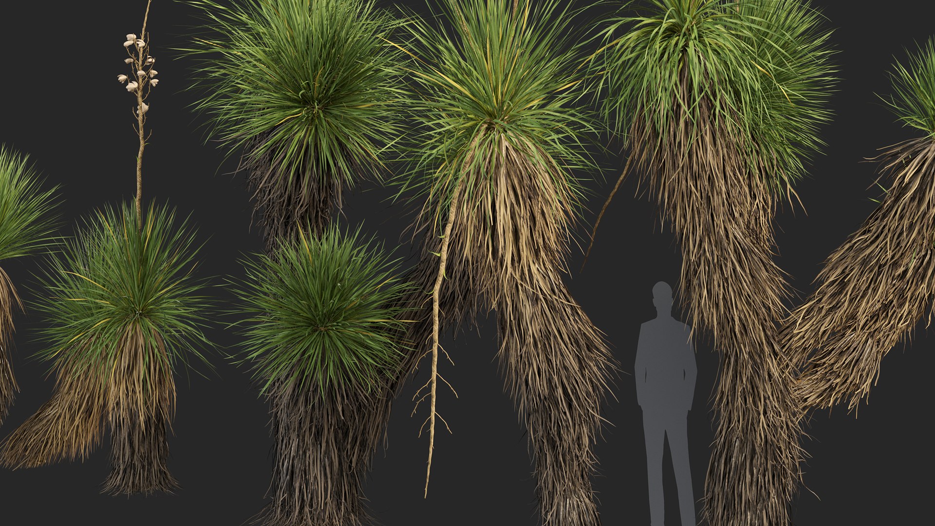 3D model Yucca elata - Soaptree yucca 3D model https://p.turbosquid.com/ts-thumb/mJ/D5htGB/dS/yucca_elata_04/jpg/1785741402/1920x1080/fit_q87/b82f21a9cb5daf70dd63a7363d29bb72b2dd15ab/yucca_elata_04.jpg