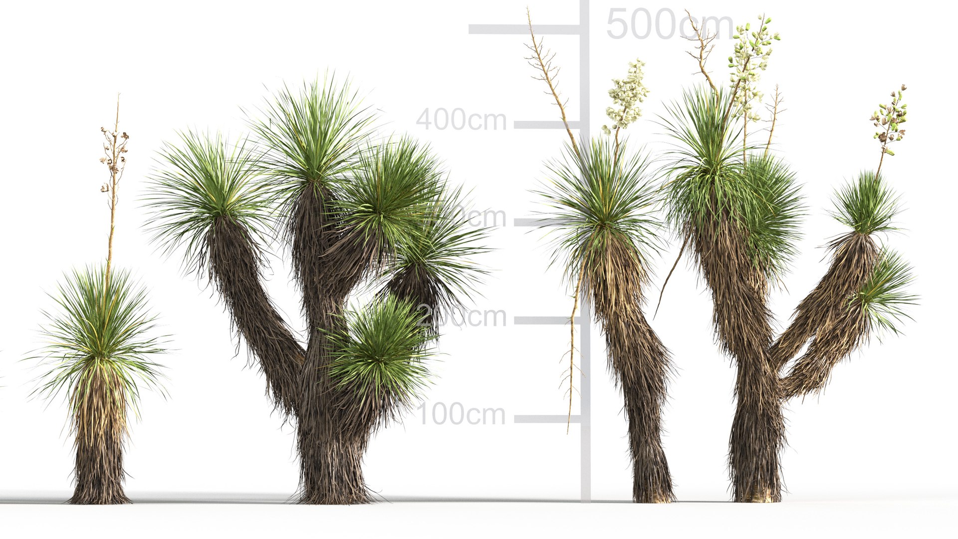 3D model Yucca elata - Soaptree yucca 3D model https://p.turbosquid.com/ts-thumb/mJ/D5htGB/dl/gd_v10_yucca_elata_03/jpg/1785741314/1920x1080/fit_q87/636c6adec9cfb23a89f7d260e10403d70338e436/gd_v10_yucca_elata_03.jpg