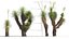Yucca elata - Yucca dell'albero del sapone Modello 3D