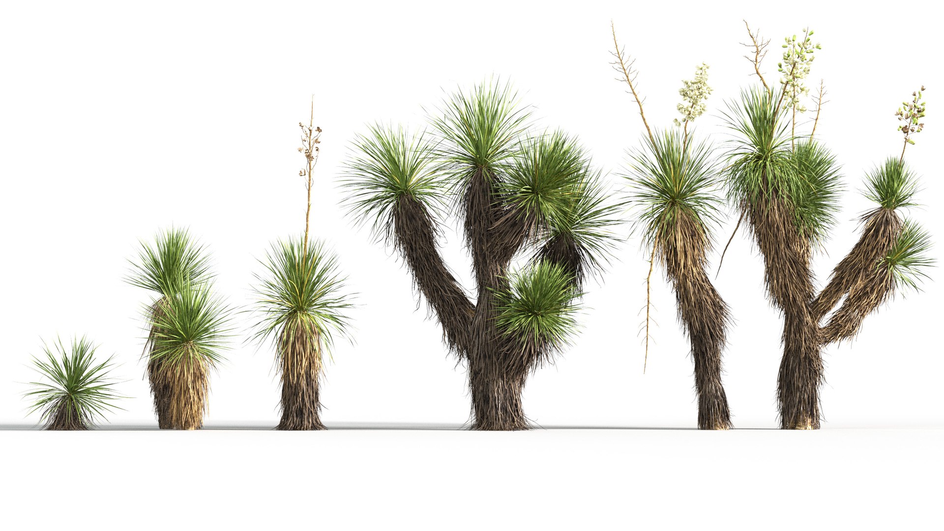 3D model Yucca elata - Soaptree yucca 3D model https://p.turbosquid.com/ts-thumb/mJ/D5htGB/nj/gd_v10_yucca_elata_01/jpg/1785741303/1920x1080/fit_q87/05f7d2ae3f38a738519019d5a56d4f2f01753f43/gd_v10_yucca_elata_01.jpg