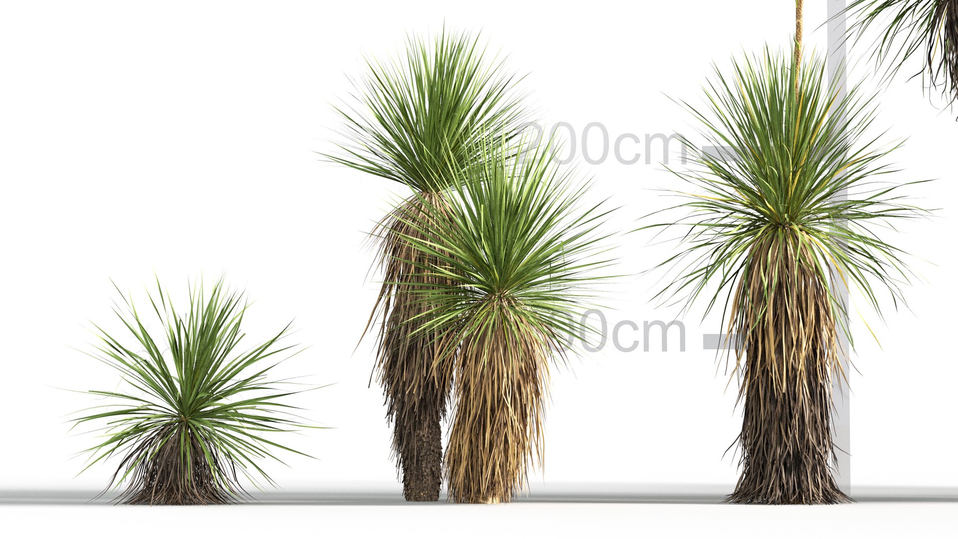 3D model Yucca elata - Soaptree yucca 3D model https://p.turbosquid.com/ts-thumb/mJ/D5htGB/r7/gd_v10_yucca_elata_02/jpg/1785741309/1920x1080/fit_q87/588bb88bde22ce0ded4847b386b6525b86df0332/gd_v10_yucca_elata_02.jpg