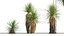 Yucca elata - Yucca dell'albero del sapone Modello 3D