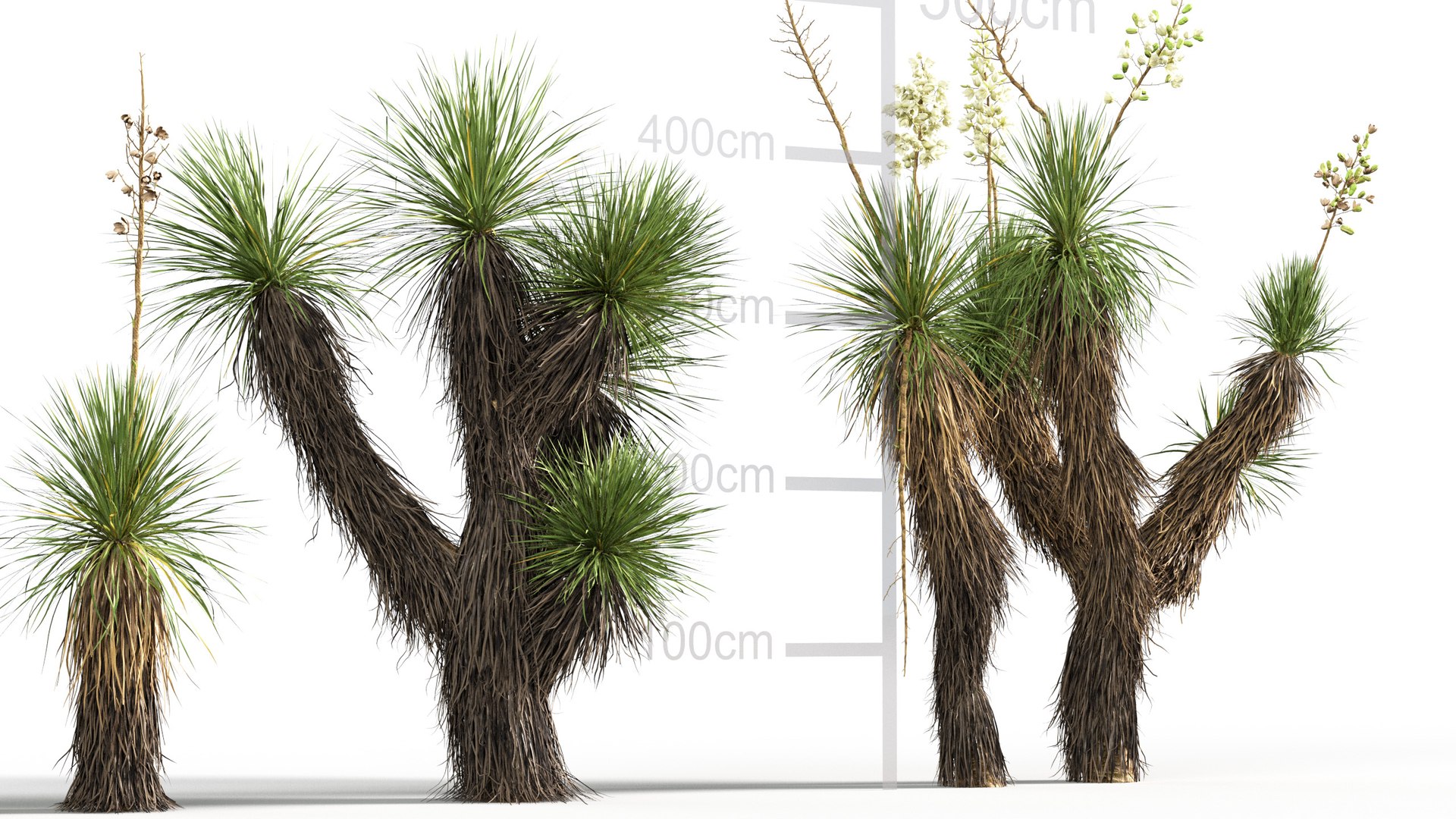 3D model Yucca elata - Soaptree yucca 3D model https://p.turbosquid.com/ts-thumb/mJ/D5htGB/rE/gd_v10_yucca_elata_05/jpg/1785741324/1920x1080/fit_q87/e8c64bc562ac23d064a416d6c2d4e681db7c1252/gd_v10_yucca_elata_05.jpg
