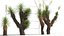 Yucca elata - Yucca dell'albero del sapone Modello 3D