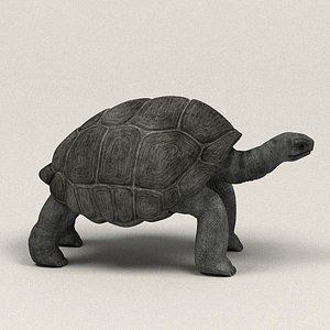 3d geochelone nigra