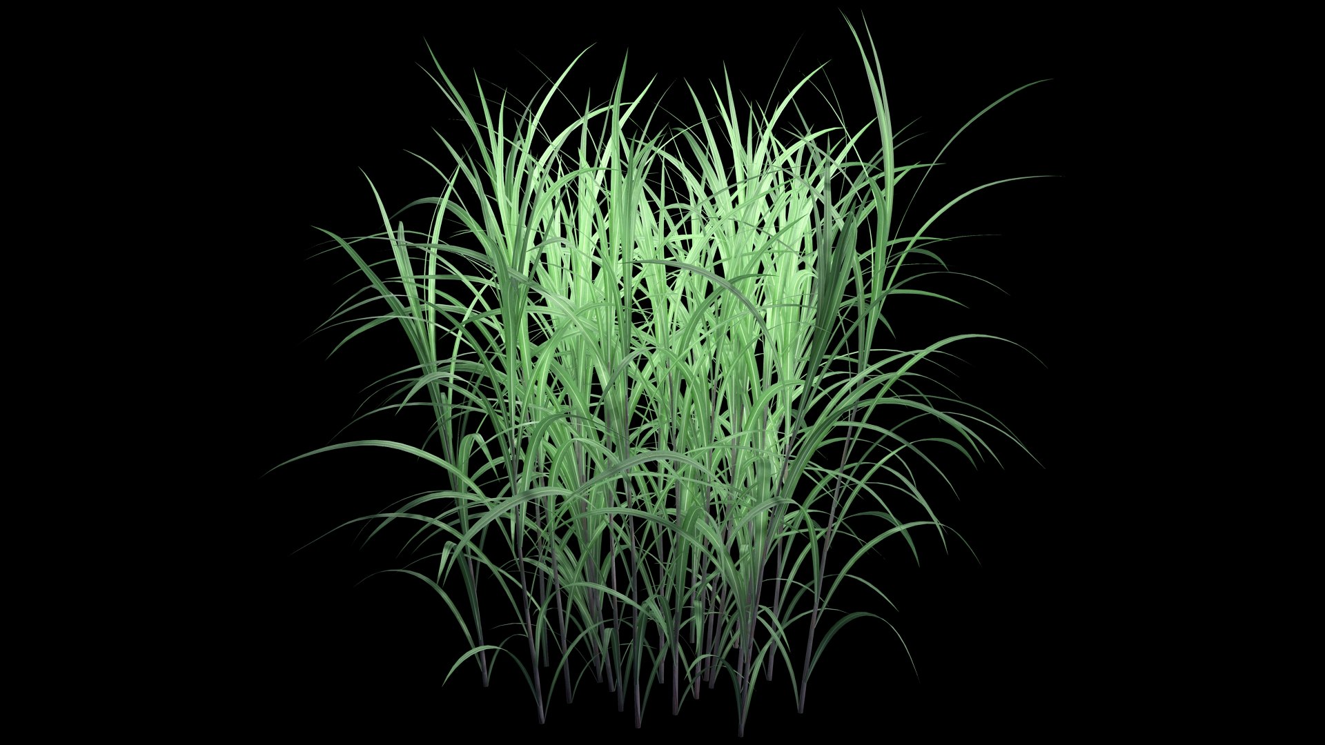 Pennisetum Purpureum 3D model https://p.turbosquid.com/ts-thumb/mJ/IVsobj/7P/pennisetsssum_purpureumf1/jpg/1726693515/1920x1080/fit_q87/d37c296a9856ddbcea45e9d5ceba9ecc34a9dc21/pennisetsssum_purpureumf1.jpg