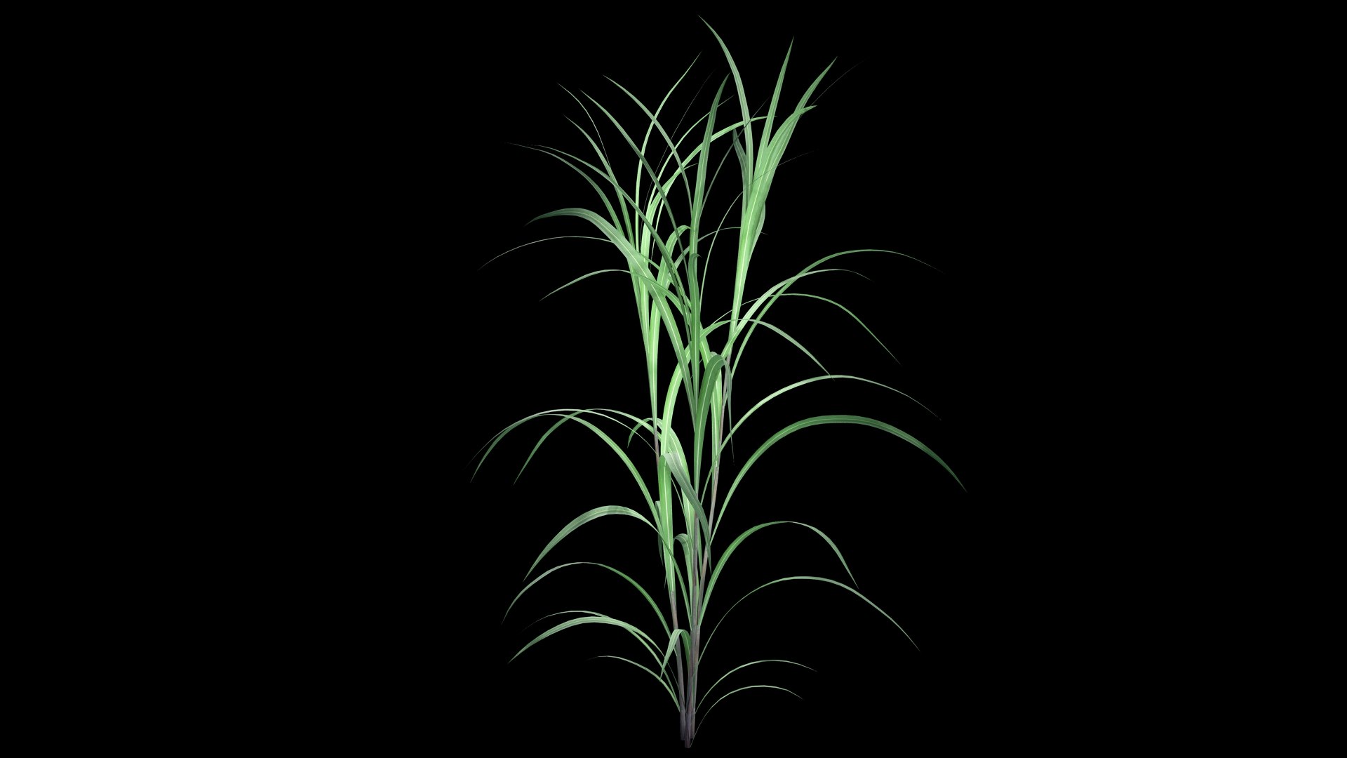 Pennisetum Purpureum 3D model https://p.turbosquid.com/ts-thumb/mJ/IVsobj/9d/pennisetsssum_purpureumb1/jpg/1726693507/1920x1080/fit_q87/c71e89ab05d8d58afce566d94a64c1446c044a30/pennisetsssum_purpureumb1.jpg