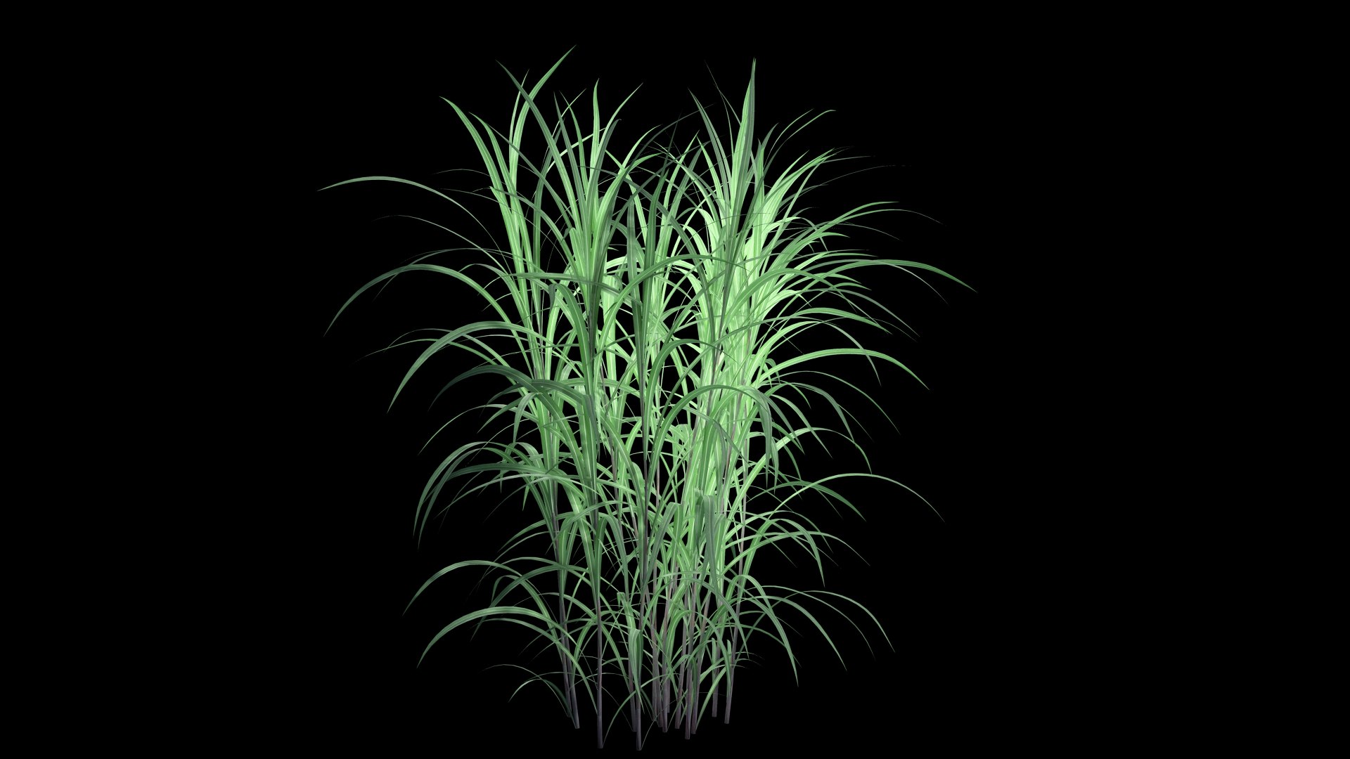 Pennisetum Purpureum 3D model https://p.turbosquid.com/ts-thumb/mJ/IVsobj/D0/pennisetsssum_purpureume1/jpg/1726693514/1920x1080/fit_q87/d4dce9c78795d1f70764a9f4adbd4cdeb9083539/pennisetsssum_purpureume1.jpg