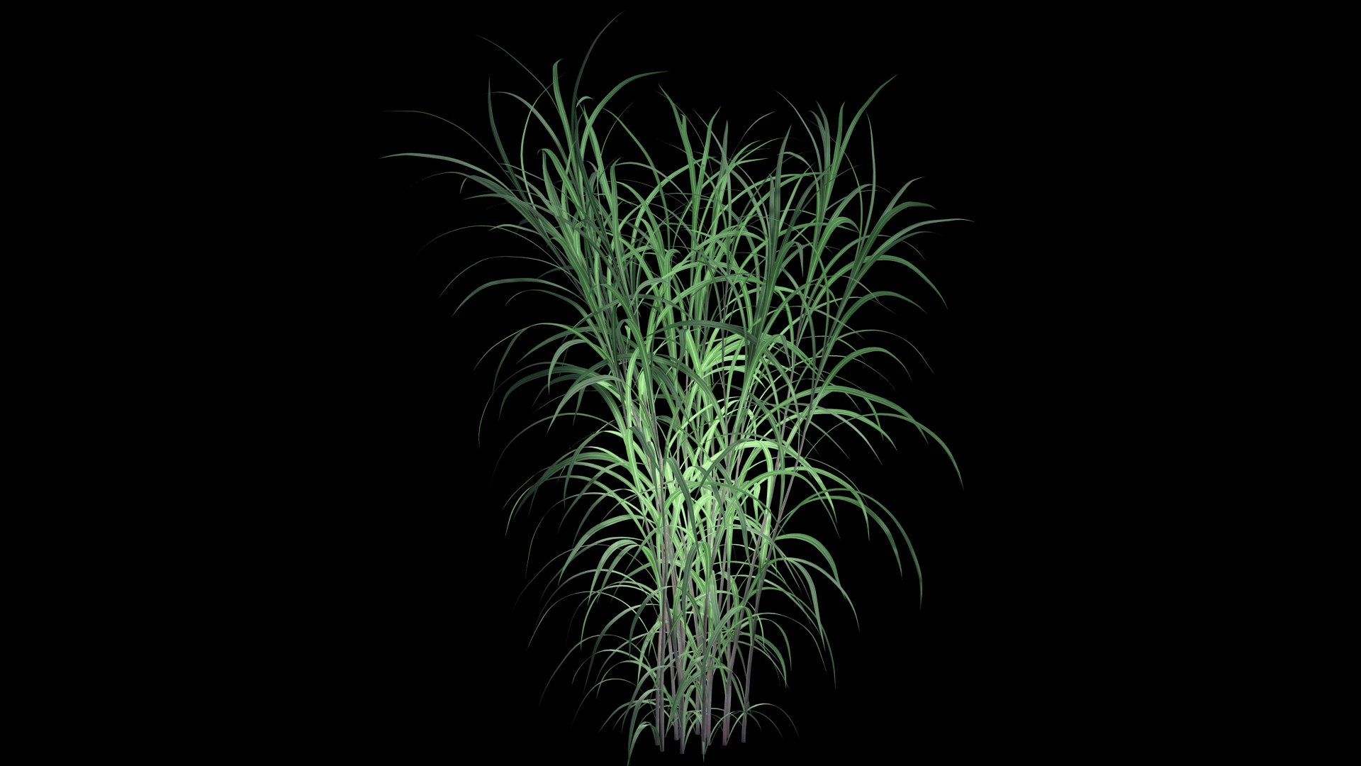 Pennisetum Purpureum 3D model https://p.turbosquid.com/ts-thumb/mJ/IVsobj/QQ/pennisetsssum_purpureumd1/jpg/1726693513/1920x1080/fit_q87/8c4f51d973974ec1be546cec591f7a3a7a1d1d39/pennisetsssum_purpureumd1.jpg