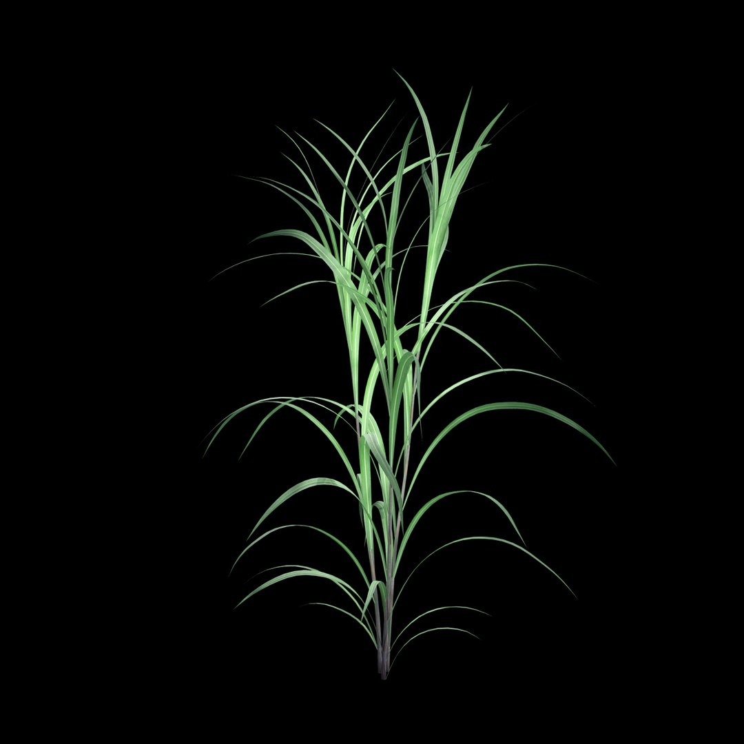 Pennisetum Purpureum 3D model https://p.turbosquid.com/ts-thumb/mJ/IVsobj/ZA/pennisetsssum_purpureuma01/jpg/1726693505/1920x1080/fit_q87/3210256b045839d412fcb2bf15f73930c8537067/pennisetsssum_purpureuma01.jpg