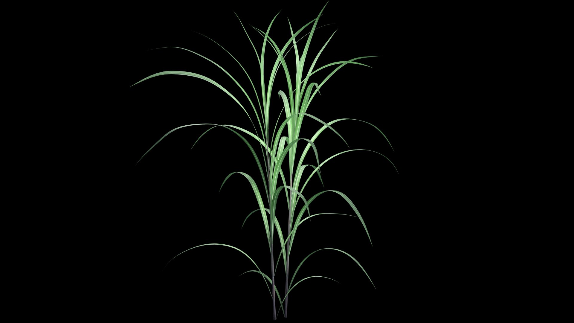 Pennisetum Purpureum 3D model https://p.turbosquid.com/ts-thumb/mJ/IVsobj/eU/pennisetsssum_purpureumc1/jpg/1726693513/1920x1080/fit_q87/f03b148b17335b8d8e77acf0929b15c6a4c07520/pennisetsssum_purpureumc1.jpg
