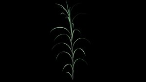 Pennisetum Purpureum 3D model