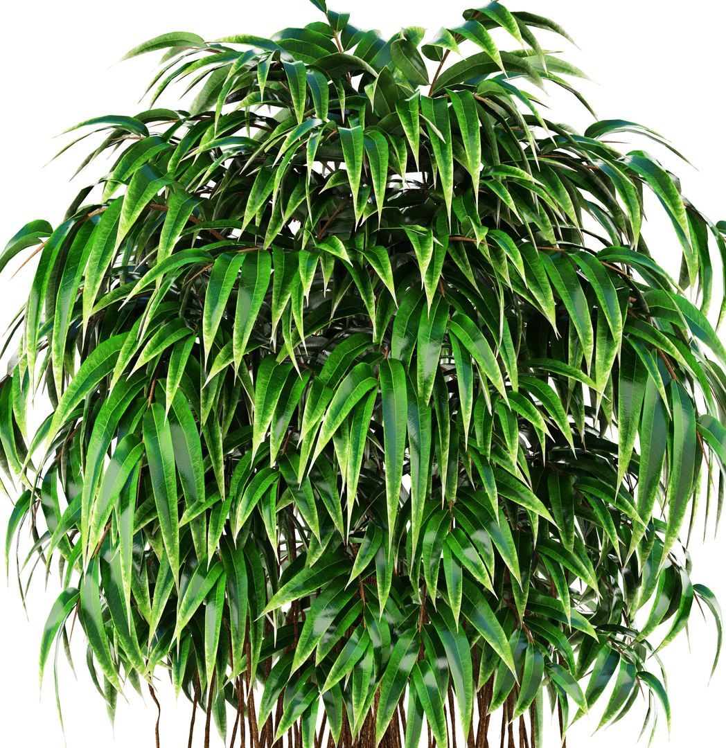 Ficus Alii Tree 3D Model - TurboSquid 1228103