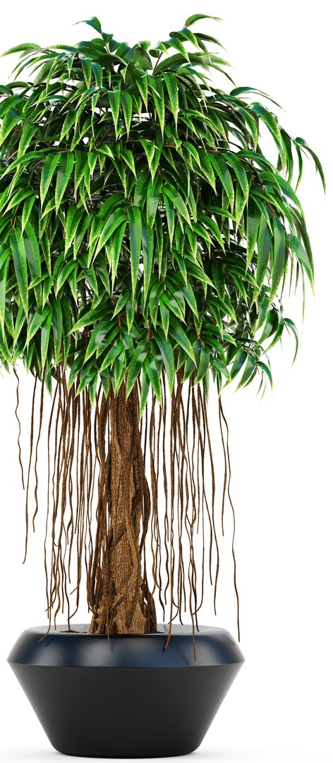 Ficus Alii Tree 3D Model - TurboSquid 1228103