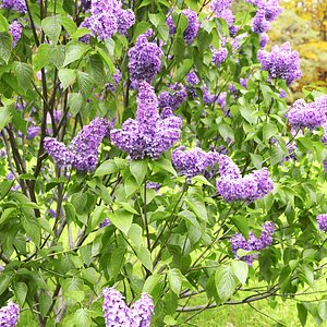 Syringa vulgaris