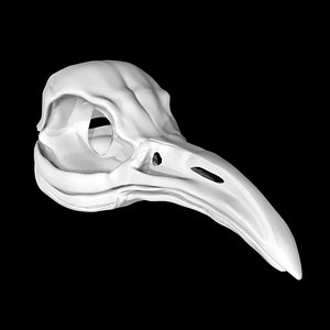 Penguin skull 3D