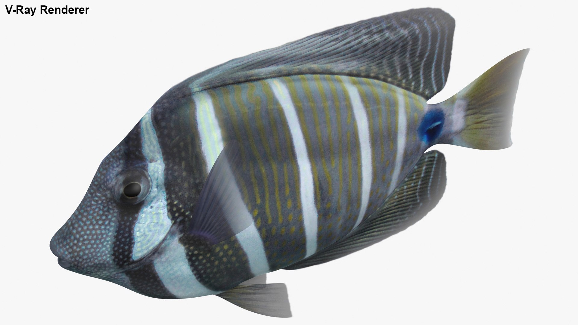 Sailfin Tang Rigged 3D Model - TurboSquid 1515110
