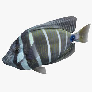 sailfin tang rigged 3D model